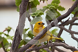 Saffron Seringue (Sicalis flaveola). Bird in freedom waiting to eat photo