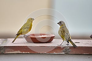 Saffron Seringue (Sicalis flaveola). Bird in freedom waiting to eat photo