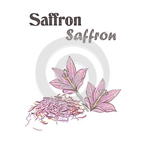 Saffron spice. Crocus flower.