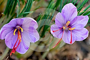 Saffron is a spice derived from the flower of Crocus sativus.