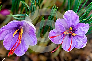 Saffron is a spice derived from the flower of Crocus sativus.