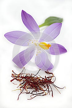 Saffron spice and flower
