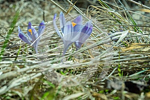 Saffron - the spice for the harmony of body and spirit