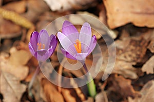 Saffron, spring flowers in forest