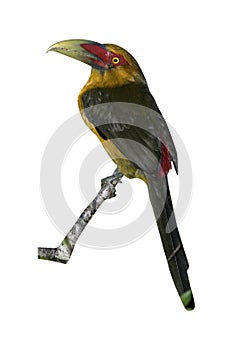 Saffron toucanet, Baillonius bailloni