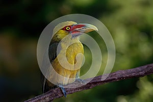 Saffron Toucanet bird