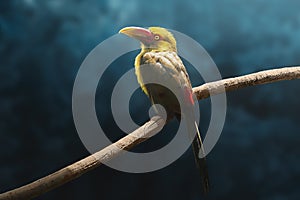 Saffron Toucanet on a blue background