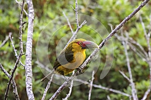 Saffron toucanet perching on a branch in Atlantic forest, Itatiaia, Brazil