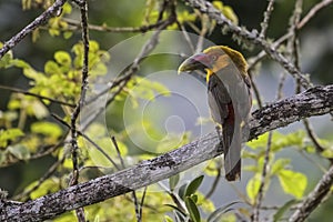 Saffron toucanet perching on a branch, Itatiaia, Brazil