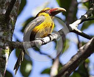 Saffron Toucanet, Pteroglossus bailloni