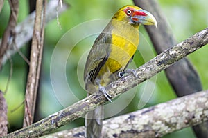 The saffron toucanet (Pteroglossus bailloni)