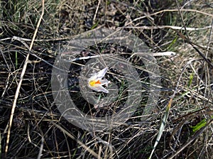 Saffron white flowers Crocus spring