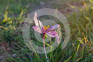 Saffron wild with sunlight. Crocus sativus