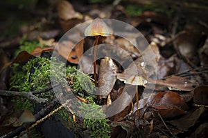 The Saffrondrop Bonnet Mycena crocata is an inedible mushroom