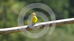 Safron Finch South America