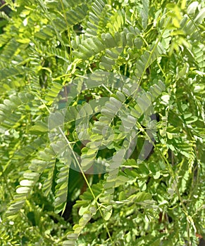 Saga leaves are herbal medicine for canker sores