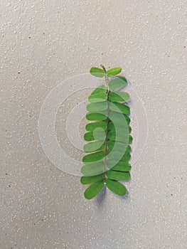 Saga leaves, white background, herbal plant for canker sores photo