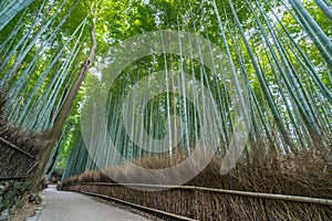 Sagano-Arashiyama Bamboo forest, Kyoto, Japan