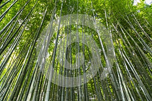 Sagano Bamboo Forest photo