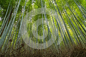 Sagano Bamboo Forest photo