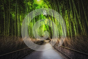 Sagano Bamboo Forest, Arashiyama, Kyoto, Japan photo