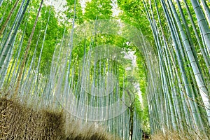 Sagano Bamboo Forest in Japan