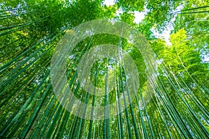 Sagano Bamboo Forest. Japanese trees.