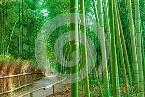 Japanese trees. Sagano Bamboo Forest,