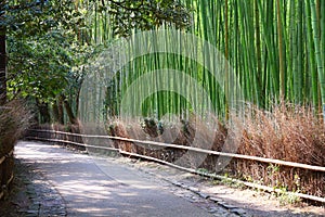 Sagano Bamboo Forest in Kyoto photo