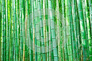 Sagano Bamboo Forest. Japanese trees.