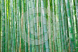 Sagano Bamboo Forest. Japanese trees.