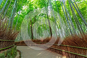 Sagano Bamboo Forest photo