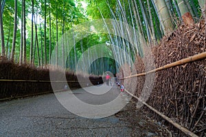 Sagano bamboo grove at Arashiyama in Kyoto Japan.
