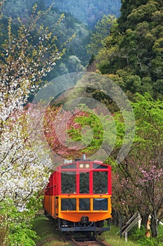 Sagano Romantic train running between Sakura photo