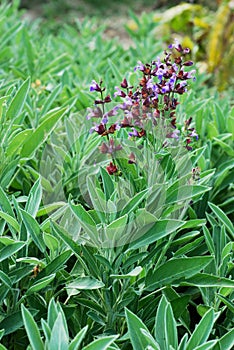 Sage bush