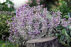 Sage bush blooming