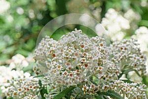 Sage bush Buddleja salviifolia with small white flowers