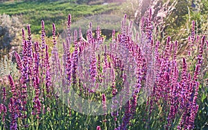 Sage bush on the cliff.