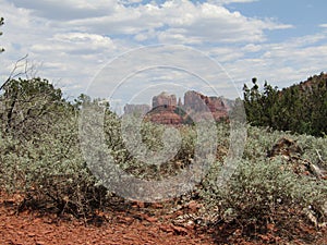 Sage bushes with Sedona red rock background