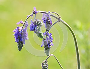 Sage drooping (Salvia nutans) grows in the wild