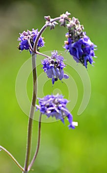 Sage drooping (Salvia nutans) grows in the wild