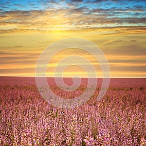 Sage field at sunset.