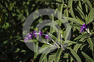 SAGE FLOWER, SALVIA LEUCANTHA BLUE, VIOLET IN CLOSEUP WITH GREEN LEAVES