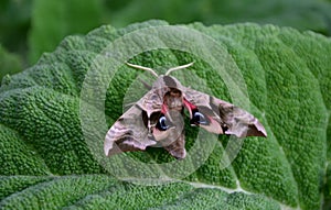 Sage flowers of this species are supported by large, sessile, broadly ovate bracts, which are pink, blue, purple or whitish with g