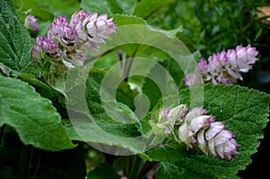 Sage flowers of this species are supported by large, sessile, broadly ovate bracts, which are pink, blue, purple or whitish with g