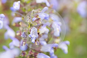 Sage flowers on a summer day, colorful bright background