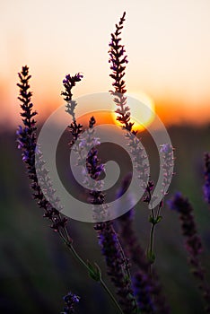 Sage flowers in the sunset