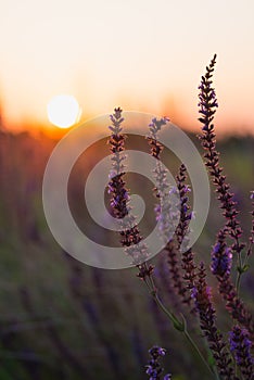 Sage flowers in the sunset