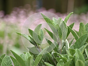 Sage in the garden photo