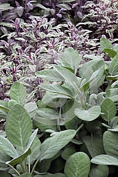 Sage on the garden